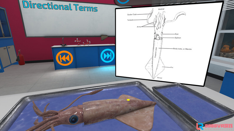 [Oculus quest] 解剖无脊椎动物 VR（VR Squid and Seastar Dissection）8201 作者:admin 帖子ID:4364 