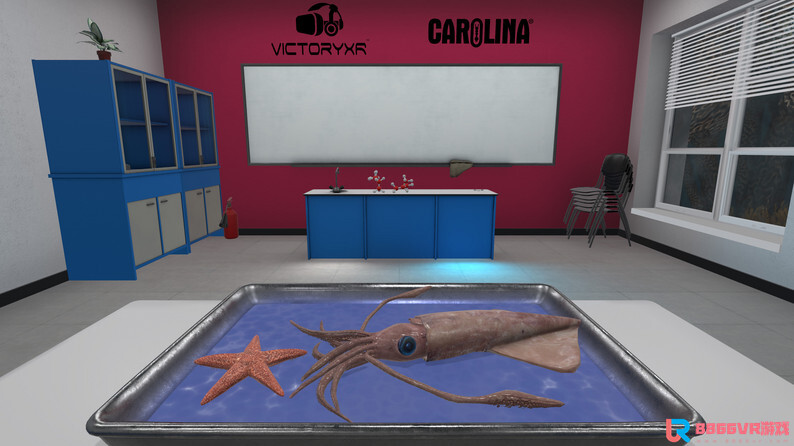 [Oculus quest] 解剖无脊椎动物 VR（VR Squid and Seastar Dissection）3687 作者:admin 帖子ID:4364 