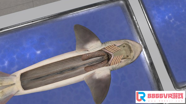 [VR交流学习]解剖模拟器：狗鲨 (Dissection Simulator: Dogfish Edition)2804 作者:admin 帖子ID:2644 