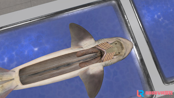 [Oculus quest] 解剖鲨鱼（VictoryXR）9502 作者:admin 帖子ID:4362 