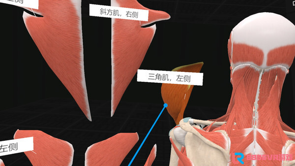 [VR游戏下载] 认识人体解剖 VR（Everyday Anatomy VR）8192 作者:admin 帖子ID:4393 