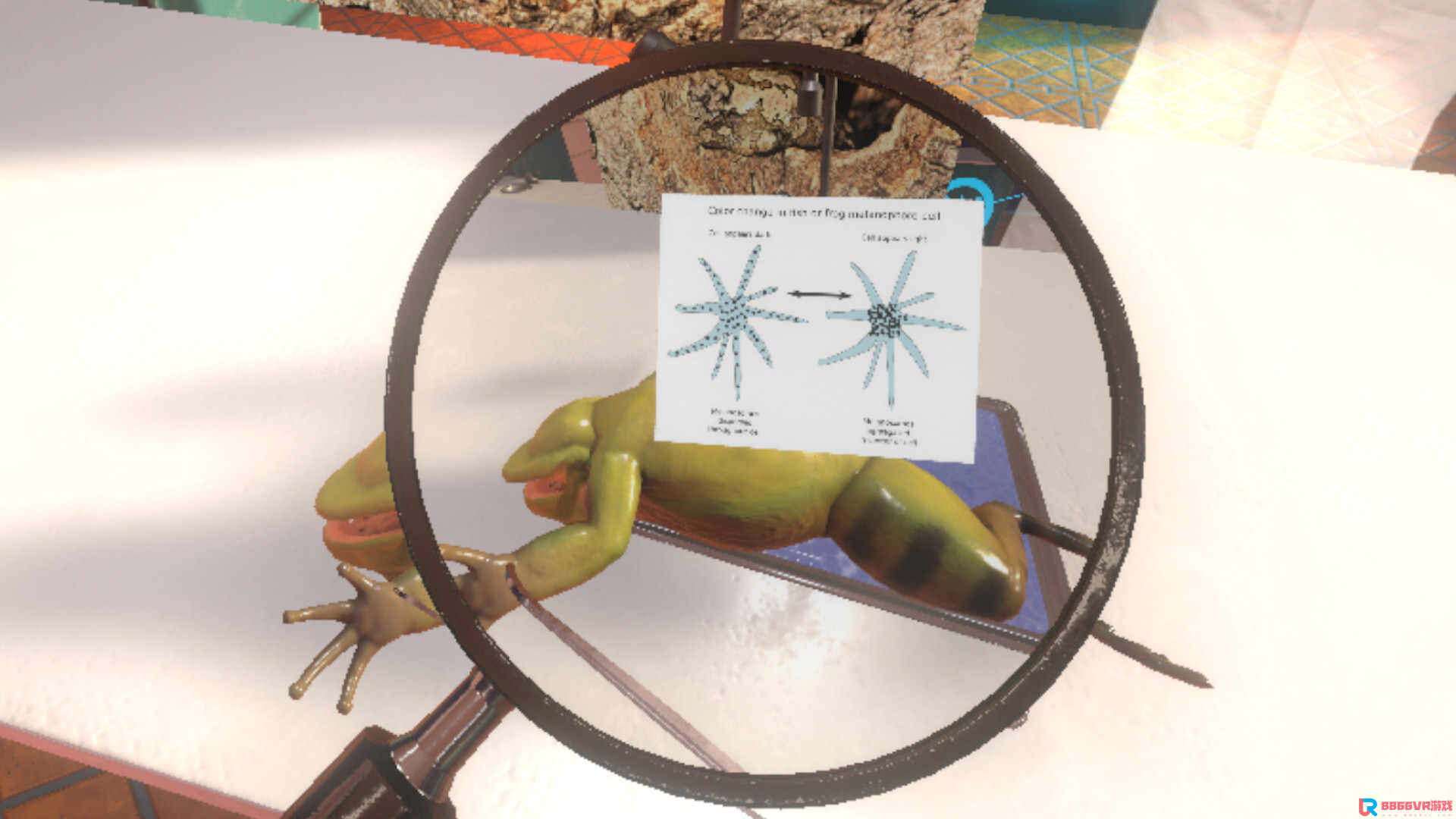 [Oculus quest] 解刨学：解剖青蛙（Dissection Simulator Frog Edition）8438 作者:yuanzi888 帖子ID:4865 