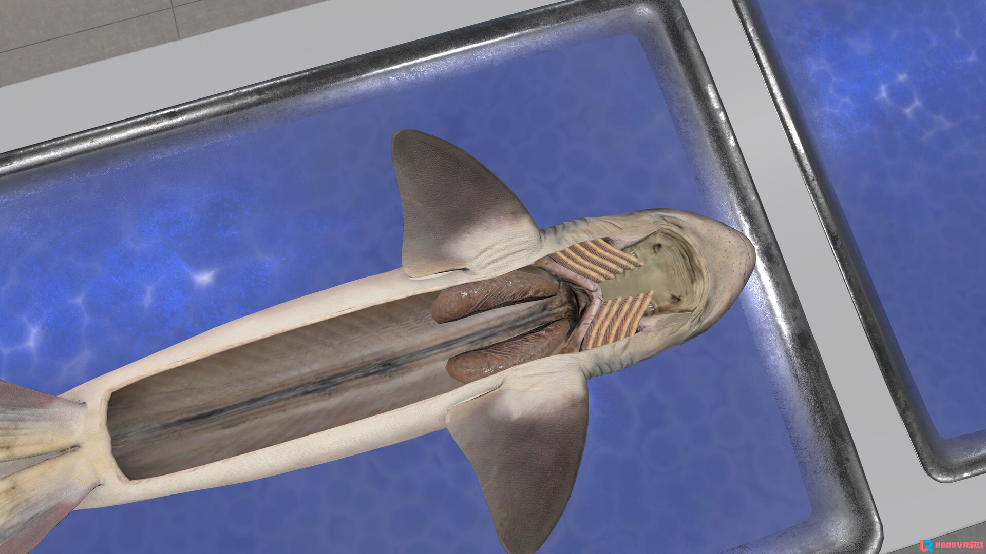 [Oculus quest] 解剖模拟器：角鲨版（Dissection Simulator: Dogfish Ed...7840 作者:yuanzi888 帖子ID:4866 